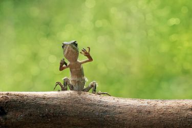 Le photographe amateur Iwan Pruvic a immortalisé l&#039;insolite danse de deux lézards, dans la forêt indonésienne. 
