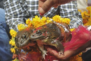 Un mariage de grenouilles a eu lieu à Nagpur, en Inde. Selon une tradition, une telle union apporte la pluie et assure ainsi de bonnes récoltes.