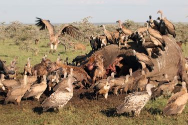Cache-cache ensanglanté au Kenya - La hyène évite les lions