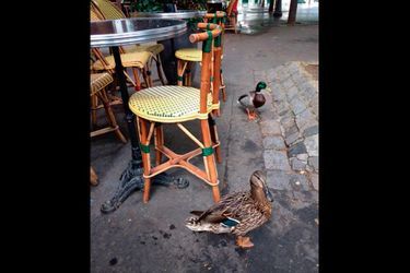 Alexandre Jardin. « Echappés du square des Batignolles, ces canards sont de drôles de zèbres. » Paris.