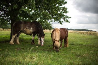 Des chevaux à Louan-Villegruis-Fontaine, en Seine-et-Marne