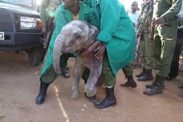 Mbegu, l'éléphanteau sauvé de la vengeance humaine - Au Kenya