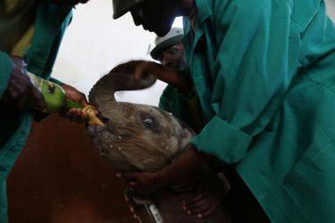 Mbegu, l'éléphanteau sauvé de la vengeance humaine - Au Kenya