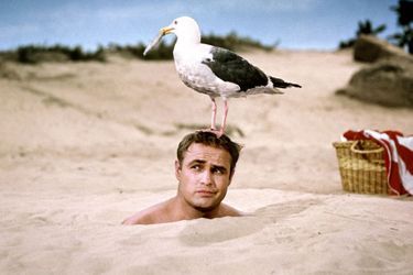 Scène culte des «Séducteurs», un film de 1964, réalisé par Ralph Levy, avec Marlon Brando. 