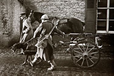 Une photographie non datée d&#039;un chien tirant un chariot et une mitrailleuse belge.