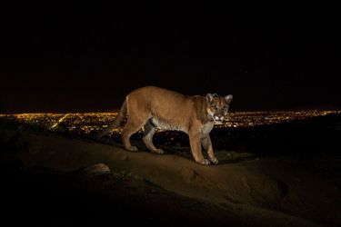 2 mars 2013, Los Angeles (Etats-Unis). Un cougar sauvage photographié par un appareil à déclenchement automatique aux abords de &quot;la cité des anges&quot;.