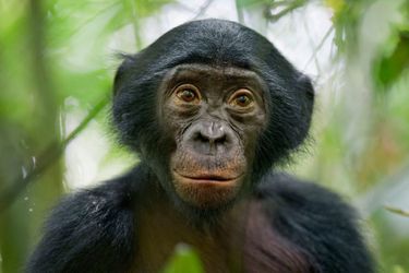 Christian Ziegler, Allemagne,25 janvier 2011, Congo. Un singe bonobo, &quot;le plus curieux de son groupe&quot; dans la réserve de Kokolopori .  