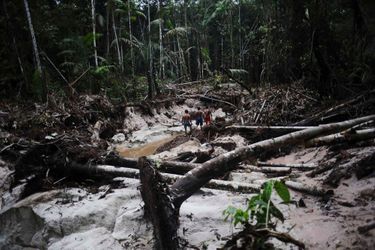 Les mineurs illégaux pratiquent la déforestation à grande échelle, mettant en danger l'écosystème amazonien.