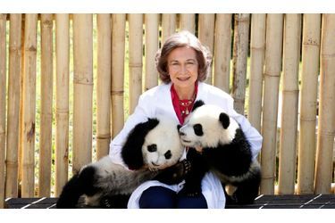 La reine d&#039;Espagne a deux nouveaux amis, les pandas Po et De De, nés grâce à une insémination artificielle le 7 septembre dernier au zoo de Madrid. Il s&#039;agjt des deux premiers pandas nés en Espagne depuis 1982 et surtout le troisième en Europe. 