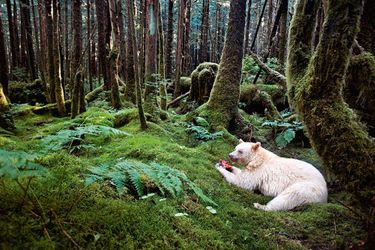 Dans la forêt tropicale de Colombie britannique, un « esprit ours » dévore un saumon. En réalité, il s’agit d’un ours brun albinos en raison d’une anomalie génétique. L’ours esprit –ou Kermod- était jadis vénéré par les peuplades amérindiennes de la région. 