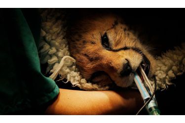 Juba, un bébé guépard de 9 mois, a subi vendredi une opération au zoo de Chester, dans le Nord de l'Angleterre. L'animal s'était fracturé une cheville et les vétérinaires ont dû lui fixer une plaque de metal pour réparer la blessure. L'opération s'est bien déroulée.