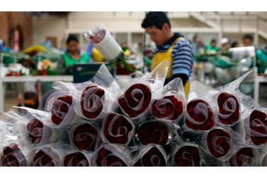 Un homme confectionne des bouquets de roses, à l’occasion de la Saint Valentin, à Chia. Près de 450 000 000 fleurs sont exportées de Colombie pour la fête des amoureux.