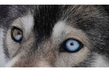 Un chien husky parait inquiet avant le 29e rendez-vous annuel de la course d'Aviemore, en Ecosse.