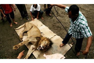 Oni, le lion africain du zoo indonésien «Taman Satwa jurug», s’était échappé de sa cage et avait tué un chameau juste avant d’être anesthésié. Un employé du zoo se prépare à lui ficeler la bouche avant d’éviter un autre drame. 