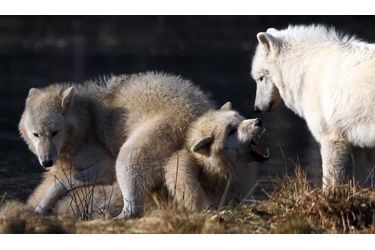 Des loups de la toundra jouent dans leur enclos du zoo de Hanau, près de Francfort.