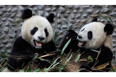 Il ne reste plus aujourd’hui que 1600 pandas en liberté dans les forêts de montagne du sud de la Chine et 300 en captivité. Ils se nourrissent presque exclusivement de bambous, activité à laquelle ils consacrent près de 14 heures par jour.