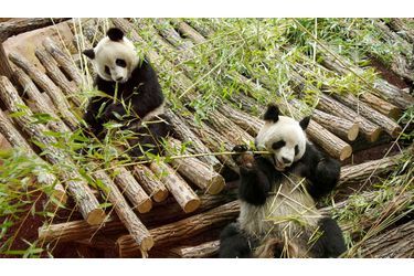 Madame Huan Huan et Monsieur Yuan Zi, les deux pandas géants prêtés par la Chine sont arrivés dimanche en France où ils ont été reçus avec tous les égards dus à des VIP (Very Importants Pandas). Ils passeront les dix prochaines années de leur vie au ZooParc de Beauval, dans le Loiret. Il aura fallu six années de tractation entre la France et la Chine pour aboutir à ce prêt.  « Un geste diplomatique fort », rappelle Reuters, « après les remous qui ont divisé Paris et Pékin au moment des Jeux olympiques de 2008, notamment sur la question du Tibet. » Ci-dessus, l&#039;une des premières photos de Huan Huan et Yuan Zi dans leur nouvelle maison de Beauval.