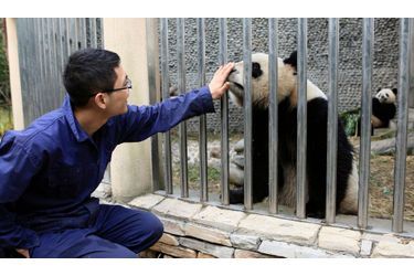 Depuis leur naissance, les plantigrades n’ont connu que le centre de recherche sur le panda géant de Chengdu, dans la province chinoise de Sichuan.