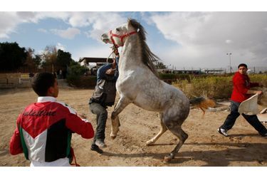 Un jockey palestinien attend que son cheval soit maitrisé, avant le départ d'une course dans la ville de Jericho, dans la bande de Gaza.