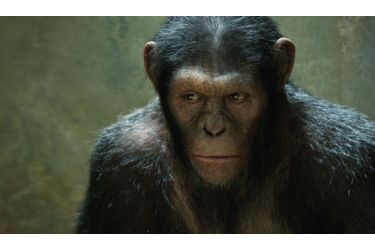 Un singe aux capacités cérébrales décuplée mène la révolte des primates sur la planète Terre.
