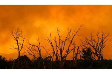 157 000 hectares de végétation sont partis en fumée.