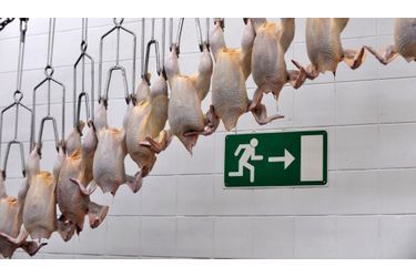 Des poulets abattus pendentà l'usine Perutninarstvo de la ville de Pivka, en Slovénie. Environ 15000 volailles sont "traitées" par jour et vendues à des grossistes et à des détaillants.