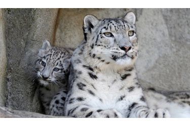Kailash est le nouveau protégé du zoo de Zurich. Ce léopard des neiges de deux mois ne quitte pas sa mère Dschamilja. Les naissances, et par conséquent, l’existence des léopards des neiges sont rares. Cette espèce, pourchassée pour sa fourrure est l’une des plus menacées au monde.