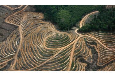 Une vue aérienne montre une zone de forêt défrichée à cause du développement des plantations de palmiers à huile par des entreprises situées à Ketapang, une région en Indonésie. La photographie a été prise dans le cadre d&#039;un voyage organisé par les médias du groupe écologiste Greenpeace, qui a mené une campagne contre l&#039;expansion de l&#039;huile de palme dans les zones forestières dans le pays. La production d’huile de palme est un vrai désastre pour l’environnement : de nombreuses espèces végétales et animales sont amenées à disparaître.