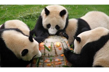 Au parc animalier de Shanghaï, des pandas géants s&#039;apprêtent à déguster un énorme gâteau fait de glace et de fruits.