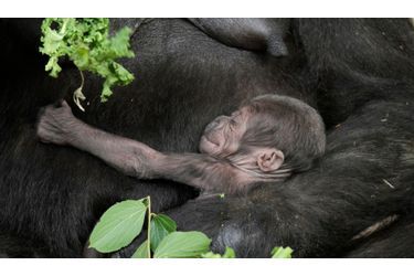 Le bébé-gorille, Kipenzi, tout juste âgé de dix jours embrasse tendrement sa mère, Kriba, au Taronga Zoo de Sydney, en Australie. <br />
<br />
   <br />
  <br />
<br />
<br />
<br />
   <br />
  <br />
<br />
<br />
<br />
