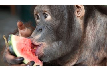 Un orang-outan déguste une part de pastèque dans le zoo de Nanning, en Chine.