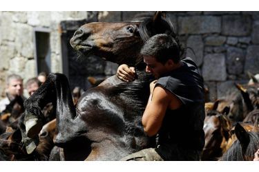 La Rapa das Bestas est une fête traditionnelle galicienne. Chaque été, les hommes de certains villages se rendent dans les montagnes pour rassembler des chevaux sauvages et les conduire dans un enclos pour leur couper les crins, les soigner si besoin et marquer les poulains. Le premier week-end du mois de juillet, les chevaux sauvages sont réunis dans différents villages espagnols de Galice où de nombreux repas collectifs sont organisés dans la journée. Des combats d’étalons peuvent être organisés. Les villageois en profitent aussi pour vendre ou acheter les chevaux.