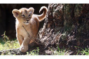 Ce petit lionceau de deux mois et demi, découvre pour la première fois le monde exterieur...dans le zoo de Londres.