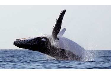 Victimes de la chasse à outrance des pêcheurs, les baleines à bosse ne seraient plus que 10 000.