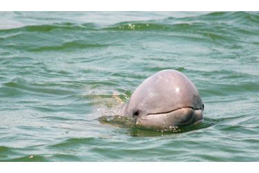 Souvent piégés par les filets de pêche au Nord de l&#039;Australie, les dauphins de l’Irrawaddy subissent également des blessures lors d&#039;opérations de pêche à la dynamite. Sa capture sert aussi à remplir les zoos et les delphinariums, notamment en Asie.