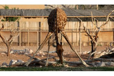 Une girafe au zoo Al Ain, aux Emirats Arabes Unis, mange de l'herbe dans une position qui semble peu stable.