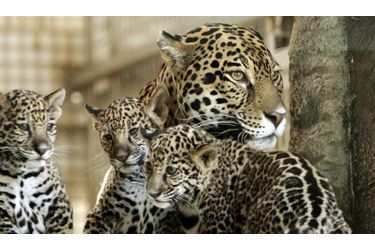 Comme la plupart des espèces menacées, le jaguar se fait très rare à cause de la dégradation de son habitat.