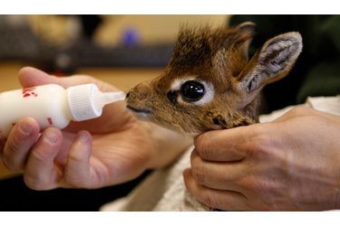 Un bébé dik-dik (une antilope naine) est soignée par le personnel du zoo de Chester (dans le Cheshire en Angleterre) après avoir été abandonné par sa mère, probablement à cause du froid.