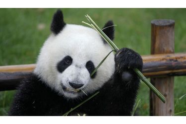 Le Panda se nourrit essentiellement de bambous. S’il n’en a pas assez, il meurt. La déforestation est donc la principale cause de sa disparition. Mais les pandas se blessent souvent ou se font tués dans des pièges installés par des braconniers, qui sont destinés à l’origine à d’autres animaux.