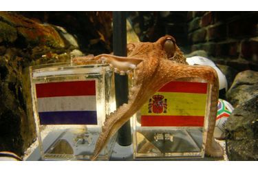 Star de ce mondial 2010, ce céphalopode allemand baptisé Paul aurait un don : prédire les résultats sportifs. De son aquarium d’Oberhausen, le poulpe aurait rendu son verdict pour la finale de la coupe du monde de football : l’Espagne devrait remporter le trophée tant convoité face aux Pays-Bas.