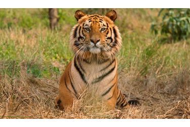 Le Tigre du Bengale est recherché pour sa peau. Seulement 30 à 50 tigres vivent actuellement dans des régions montagneuses de la province du Guizhou, dans le sud-ouest de la Chine. Leur fourrure a une très grande valeur marchande en Asie et certains organes sont réputés pour leurs vertus curatives miraculeuses.