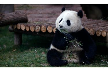 Un panda s’expose parmi une dizaine d’autres à l’occasion d’un événement organisé au zoo de Shanghai durant 100 jours.
