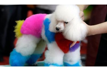 Ce caniche participe, un peu malgré lui, à un concours d&#039;animaux colorés, à Taipei.