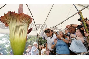 Ces visiteurs admirent l&#039;Arum Titan, qui est l&#039;une des plus grandes et surtout des plus rares fleurs tropicales au monde. Elle se trouve actuellement au jardin botanique de Koishikawa, à Tokyo.