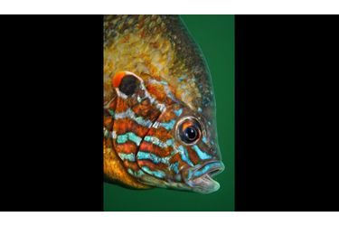 La perche soleil (ici, un mâle) se distingue par sa forme arrondie et ses couleurs vives. Elle se nourrit de petits poissons, mais aussi d’œufs et d’alevins, mettant en péril la survie des autres espèces.