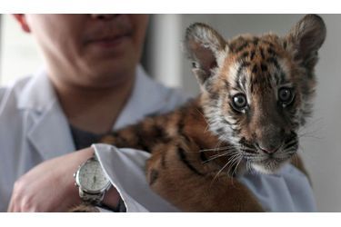 Un bébé tigre est nourri par un humain au zoo de Suzhou, une ville ancienne située dans le Sud de la Chine.