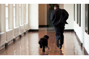 Barack Obama a un nouvel ami, Bo, un chien d&#039;eau portugais offert par Ted Kennedy.