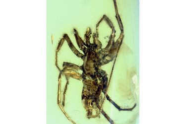 Le fossile d&#039;une araignée à queue découvert en Birmanie. 