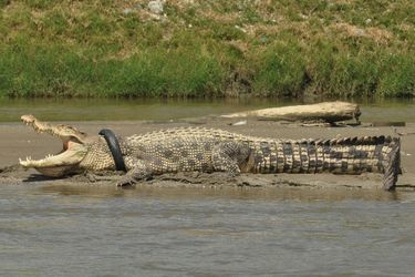 Crocodile en septembre 2016