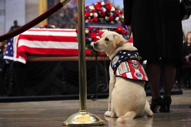 Sully, le chien d'assistance de George H. W. Bush.